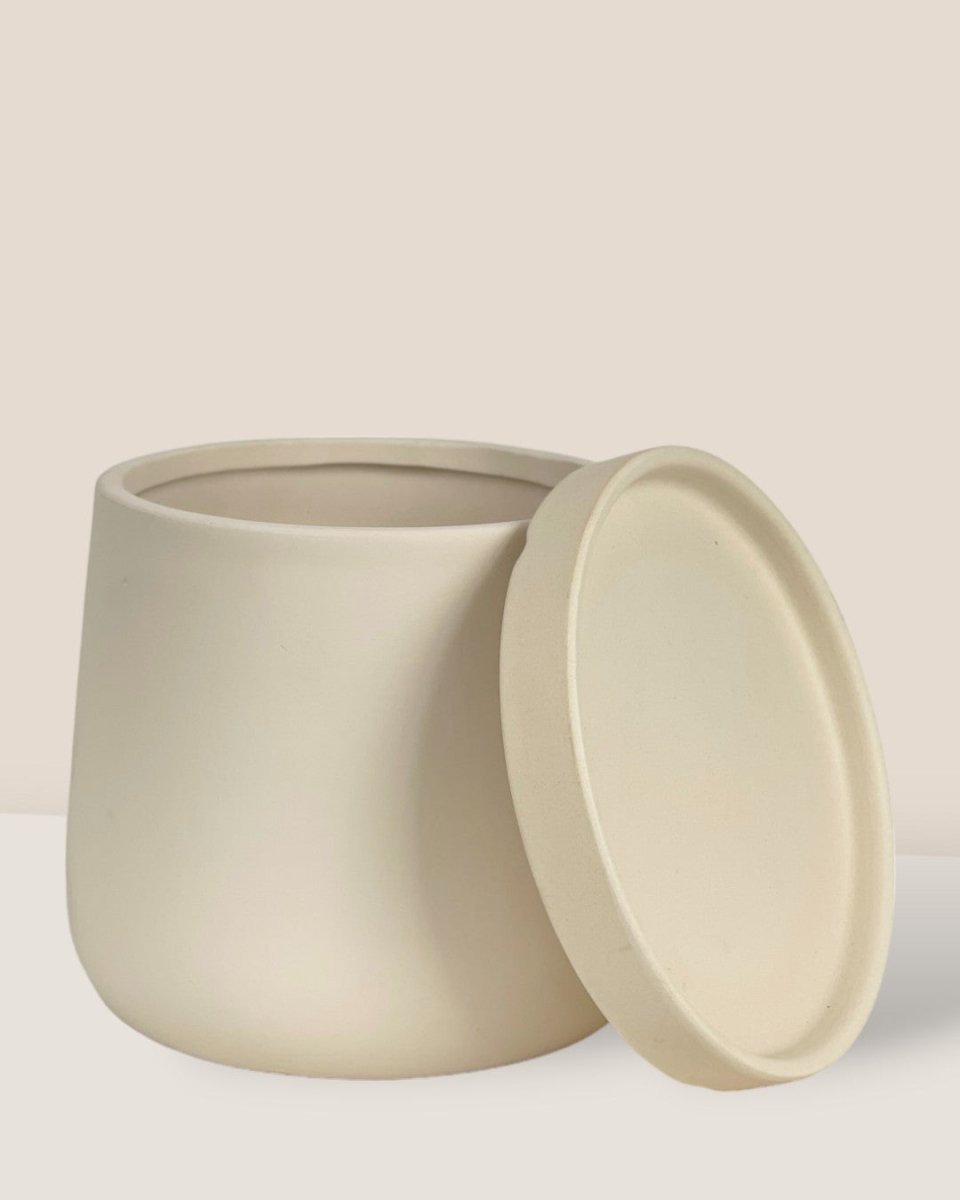 Small Tulip Terracotta with Tray - cream - Pot - Tumbleweed Plants - Online Plant Delivery Singapore