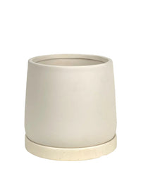 Small Tulip Terracotta with Tray - cream - Pots - Tumbleweed Plants - Online Plant Delivery Singapore