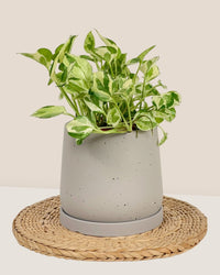 Small Tulip Terracotta with Tray - grey - Pot - Tumbleweed Plants - Online Plant Delivery Singapore