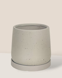 Small Tulip Terracotta with Tray - grey - Pot - Tumbleweed Plants - Online Plant Delivery Singapore