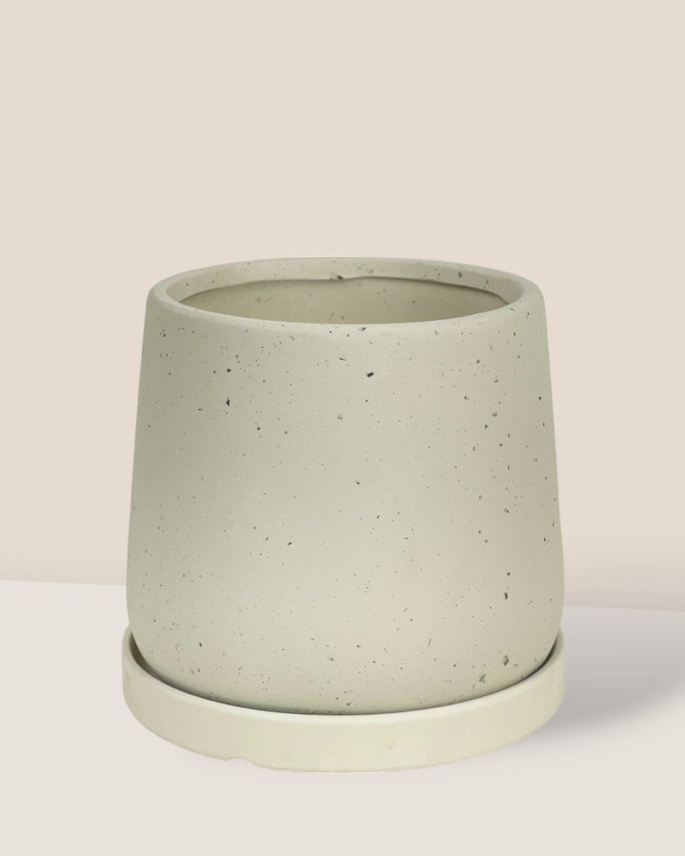 Small Tulip Terracotta with Tray - white - Pot - Tumbleweed Plants - Online Plant Delivery Singapore