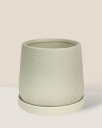 Small Tulip Terracotta with Tray - white - Pot - Tumbleweed Plants - Online Plant Delivery Singapore