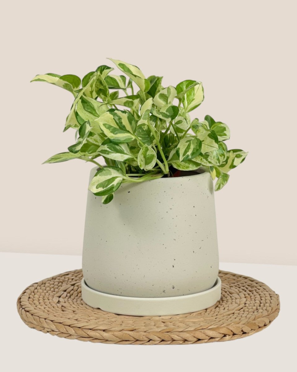 Small Tulip Terracotta with Tray - white - Pot - Tumbleweed Plants - Online Plant Delivery Singapore