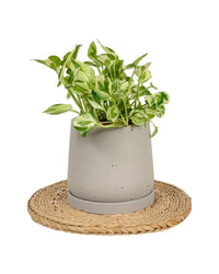 Small Tulip Terracotta with Tray - white - Pot - Tumbleweed Plants - Online Plant Delivery Singapore