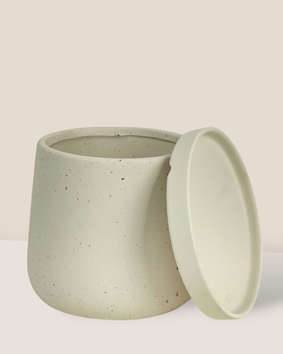 Small Tulip Terracotta with Tray - white - Pot - Tumbleweed Plants - Online Plant Delivery Singapore