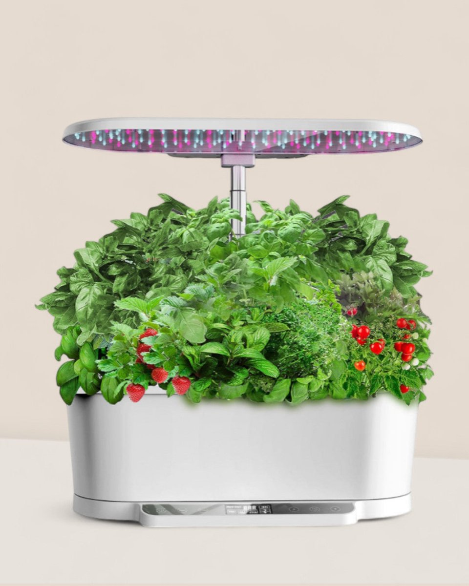 hydroponic office plants SmartGarden Pro