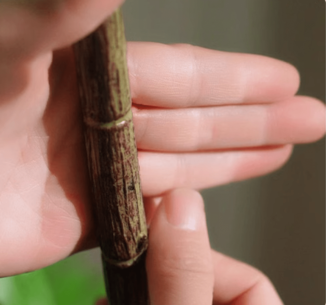 Southern Sky Bamboo (Life - like Artificial) - Potted plant - POTT - SOUT - GRW - 6853 - Tumbleweed Plants - Online Plant Delivery Singapore