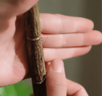 Southern Sky Bamboo (Life - like Artificial) - Potted plant - POTT - SOUT - GRW - 6853 - Tumbleweed Plants - Online Plant Delivery Singapore