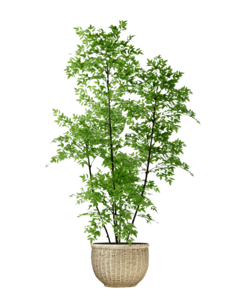 Southern Sky Bamboo (Life - like Artificial) - Potted plant - POTT - SOUT - GRW - 6848 - Tumbleweed Plants - Online Plant Delivery Singapore