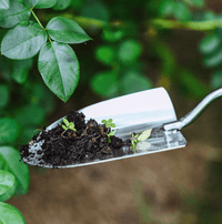Spatula, Fork & Shovel Tools (Wooden Handle) - Garden Tools - 4648995460172 - Tumbleweed Plants - Online Plant Delivery Singapore