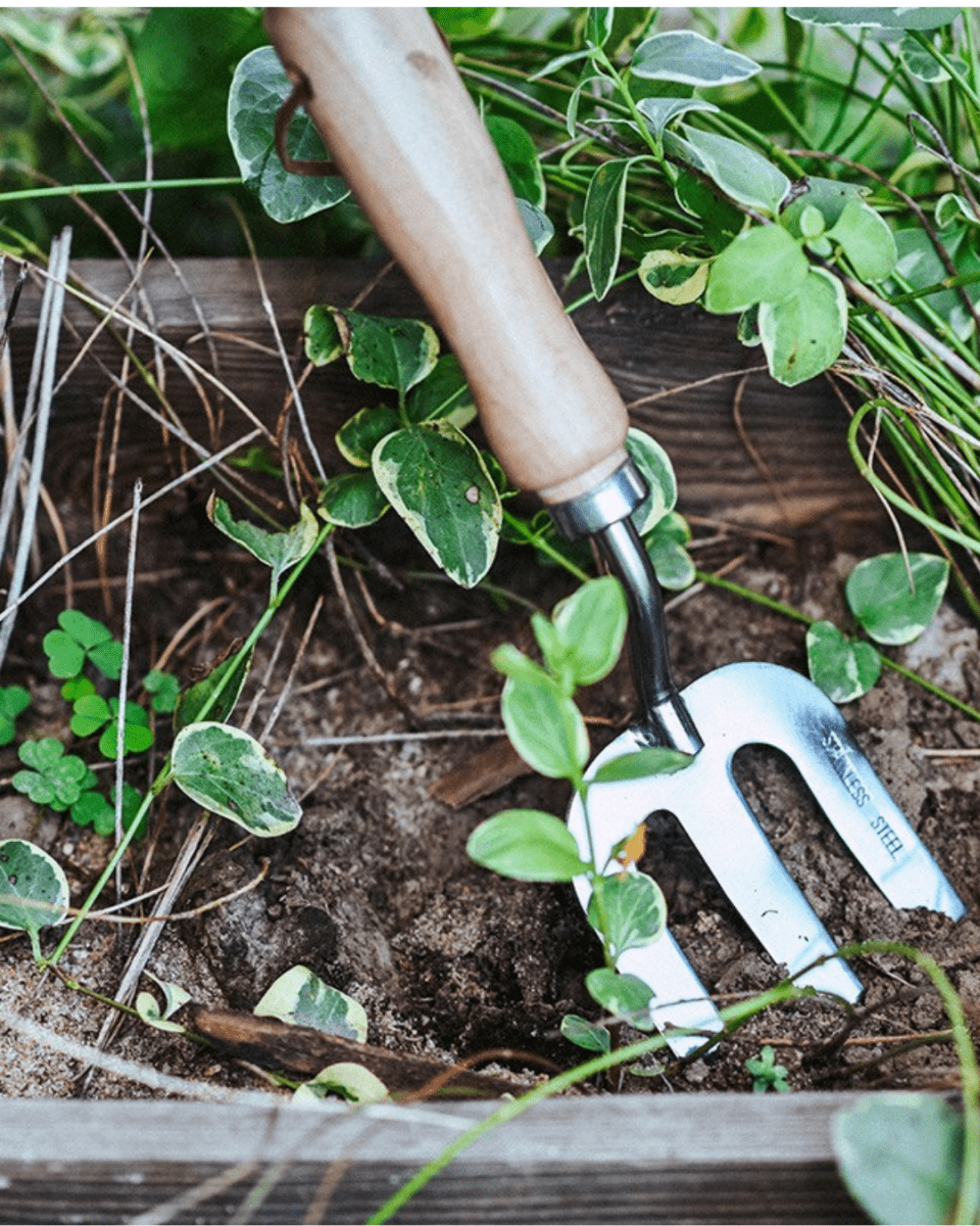 Spatula, Fork & Shovel Tools (Wooden Handle) - Garden Tools - 4648995460172 - Tumbleweed Plants - Online Plant Delivery Singapore