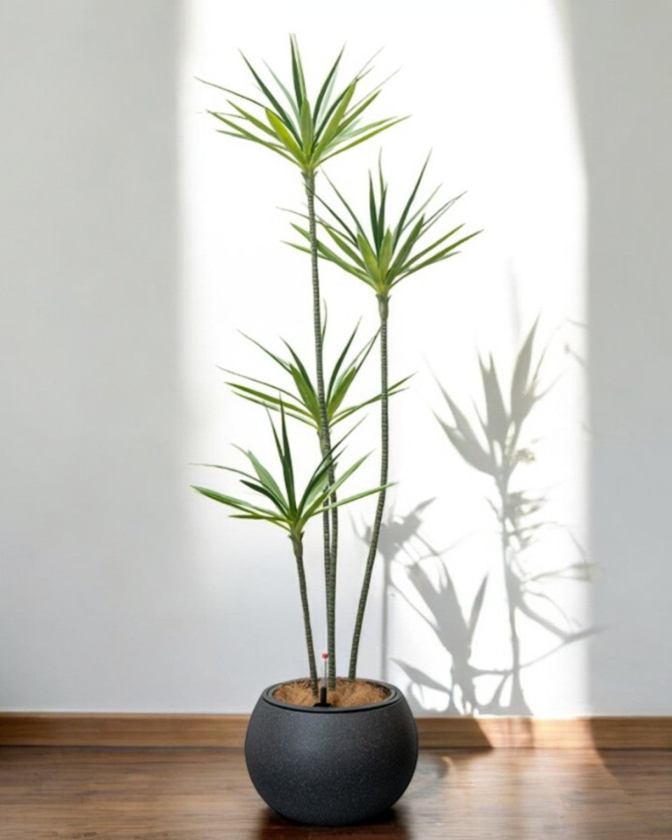 Sphere - HydroEase Pot - Large - Pots - 5555142420474 - Tumbleweed Plants - Online Plant Delivery Singapore