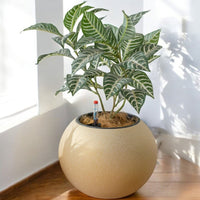 Sphere HydroEase Self Watering Pot - Medium