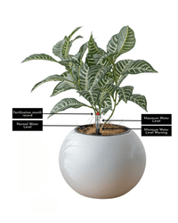 Sphere HydroEase Self Watering Pot - Medium - Pots - 5555142420472 - Tumbleweed Plants - Online Plant Delivery Singapore
