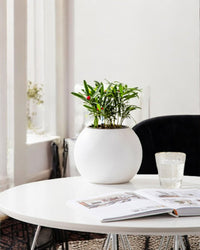 Sphere HydroEase Self Watering Pot - Small - Pots - 5507164076317 - Tumbleweed Plants - Online Plant Delivery Singapore