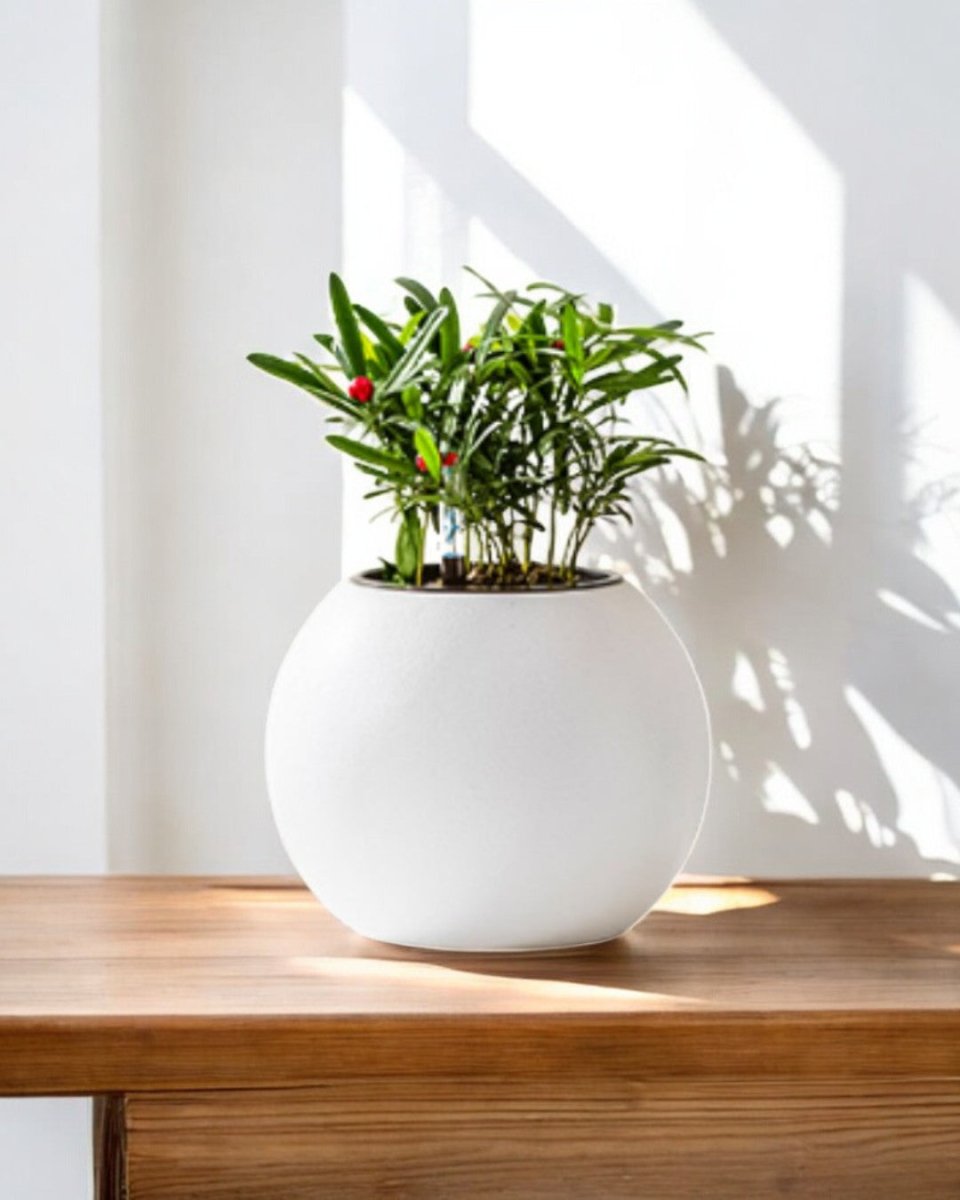 Sphere HydroEase Self Watering Pot - Small - Pots - 5507164076317 - Tumbleweed Plants - Online Plant Delivery Singapore