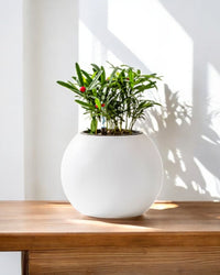 Sphere HydroEase Self Watering Pot - Small - Pots - 5507164076317 - Tumbleweed Plants - Online Plant Delivery Singapore