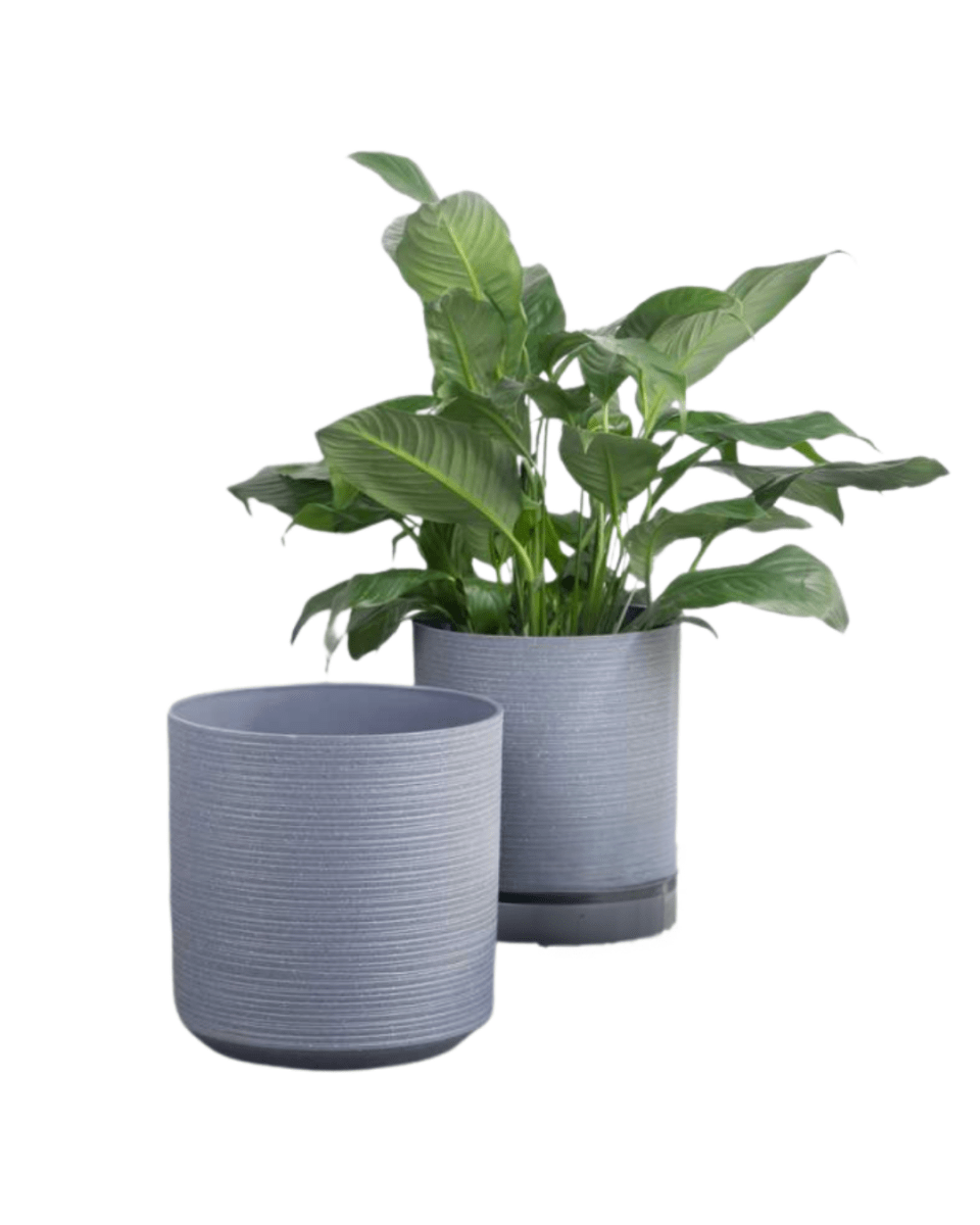 Stria Cylinder Pots - XL - Planter - 5674564825045 - Tumbleweed Plants - Online Plant Delivery Singapore