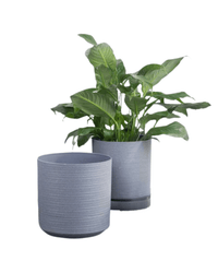 Stria Cylinder Pots - XL - Planter - 5674564825045 - Tumbleweed Plants - Online Plant Delivery Singapore