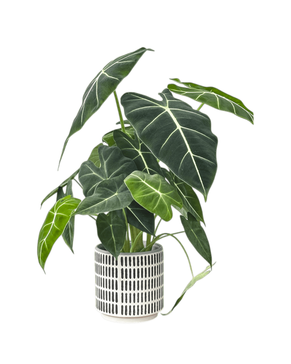 Stripe Pocky Planter - Planter - 5486296416210 - Tumbleweed Plants - Online Plant Delivery Singapore