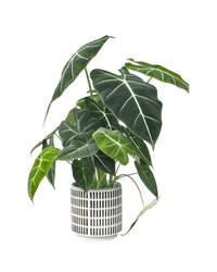 Stripe Pocky Planter - Planter - 5486296416210 - Tumbleweed Plants - Online Plant Delivery Singapore