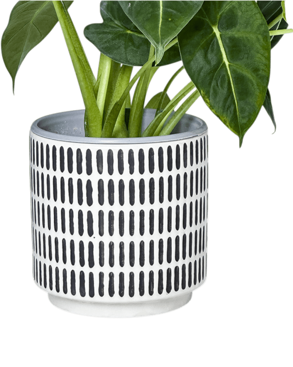 Stripe Pocky Planter - Planter - 5486296416210 - Tumbleweed Plants - Online Plant Delivery Singapore