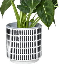 Stripe Pocky Planter - Planter - 5486296416210 - Tumbleweed Plants - Online Plant Delivery Singapore