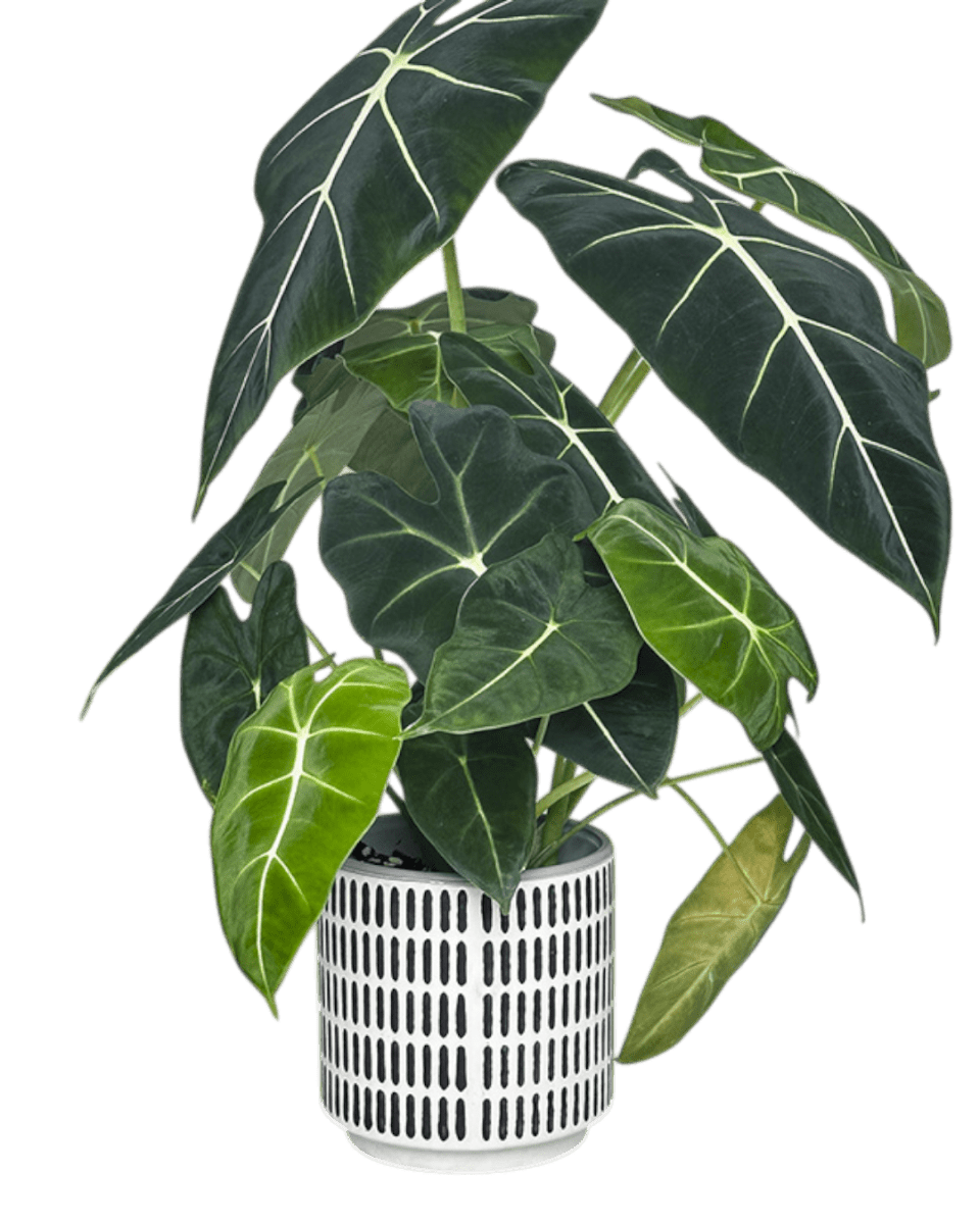 Stripe Pocky Planter - Planter - 5486296416210 - Tumbleweed Plants - Online Plant Delivery Singapore