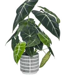 Stripe Pocky Planter - Planter - 5486296416210 - Tumbleweed Plants - Online Plant Delivery Singapore