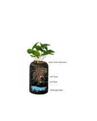 Stripes StoneBlast - HydroEase Pot - XL - Pots - 5708530991950 - Tumbleweed Plants - Online Plant Delivery Singapore