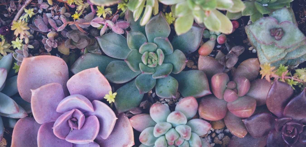 Succulent Plant Care Singapore