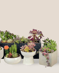 Succulents Dish Garden - a - Potted plant - Tumbleweed Plants - Online Plant Delivery Singapore