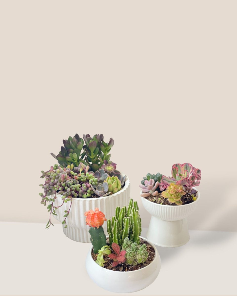 Succulents Dish Garden - a - Potted plant - Tumbleweed Plants - Online Plant Delivery Singapore