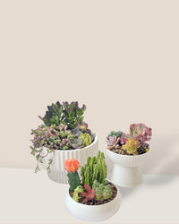 Succulents Dish Garden - a - Potted plant - Tumbleweed Plants - Online Plant Delivery Singapore