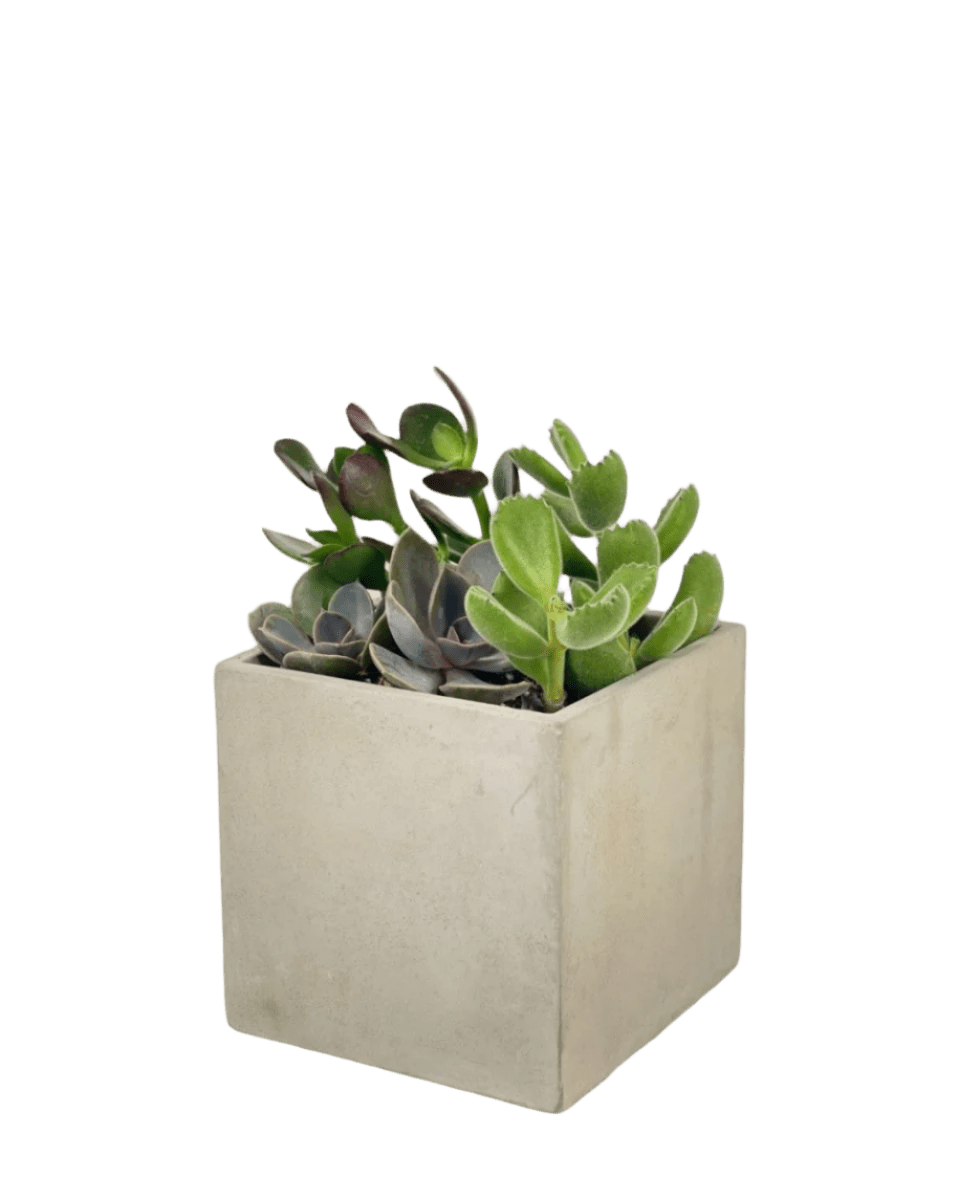 Succulents Dish Garden - Potted plant - POTT - SUCC - 6134 - Tumbleweed Plants - Online Plant Delivery Singapore