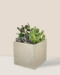 Succulents Dish Garden - a - Potted plant - Tumbleweed Plants - Online Plant Delivery Singapore