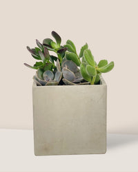 Succulents Dish Garden - a - Potted plant - Tumbleweed Plants - Online Plant Delivery Singapore