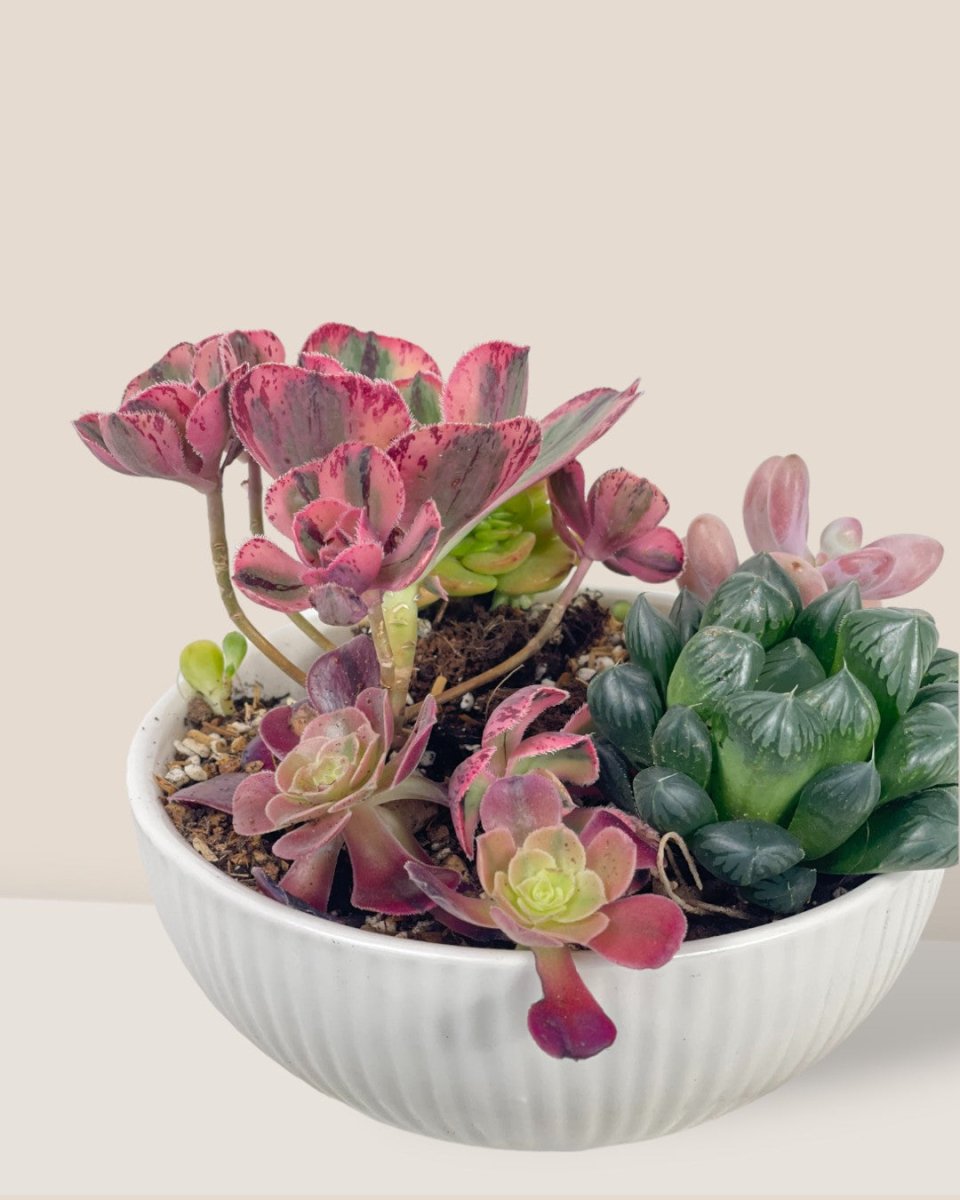 Succulents Dish Garden - c - Potted plant - Tumbleweed Plants - Online Plant Delivery Singapore
