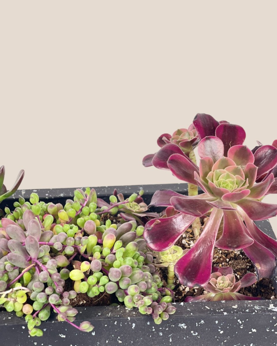 Succulents Dish Garden - c - Potted plant - Tumbleweed Plants - Online Plant Delivery Singapore