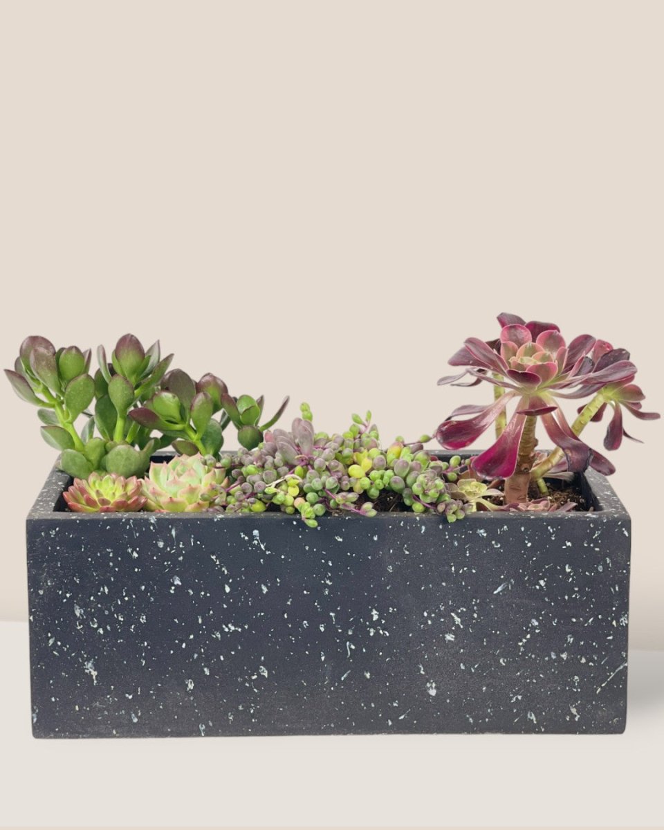 Succulents Dish Garden - c - Potted plant - Tumbleweed Plants - Online Plant Delivery Singapore