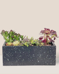 Succulents Dish Garden - c - Potted plant - Tumbleweed Plants - Online Plant Delivery Singapore