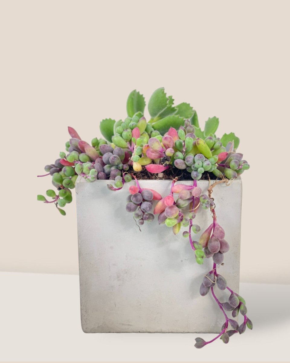 Succulents Dish Garden - c - Potted plant - Tumbleweed Plants - Online Plant Delivery Singapore