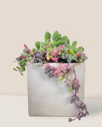 Succulents Dish Garden - c - Potted plant - Tumbleweed Plants - Online Plant Delivery Singapore
