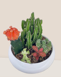 Succulents Dish Garden - c - Potted plant - Tumbleweed Plants - Online Plant Delivery Singapore