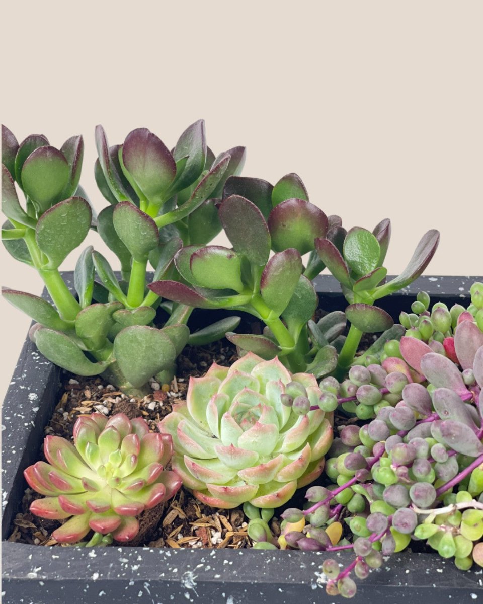 Succulents Dish Garden - c - Potted plant - Tumbleweed Plants - Online Plant Delivery Singapore