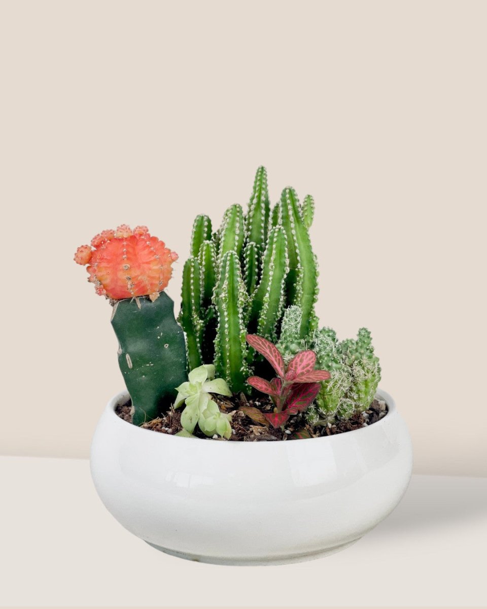 Succulents Dish Garden - c - Potted plant - Tumbleweed Plants - Online Plant Delivery Singapore