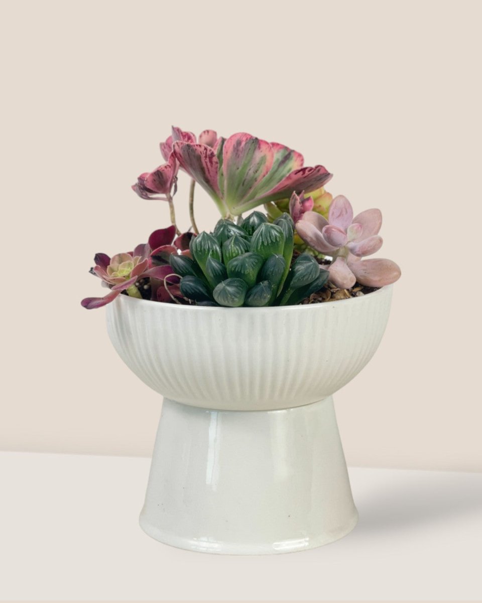 Succulents Dish Garden - c - Potted plant - Tumbleweed Plants - Online Plant Delivery Singapore
