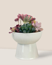 Succulents Dish Garden - c - Potted plant - Tumbleweed Plants - Online Plant Delivery Singapore