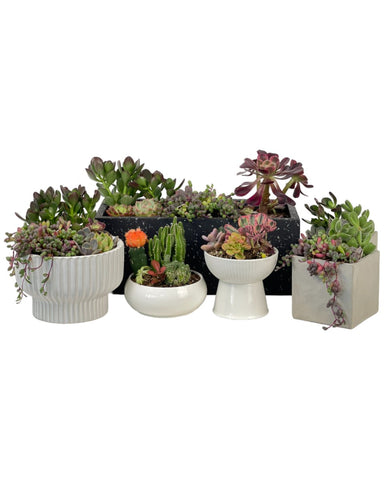Succulents / cacti Dish Garden