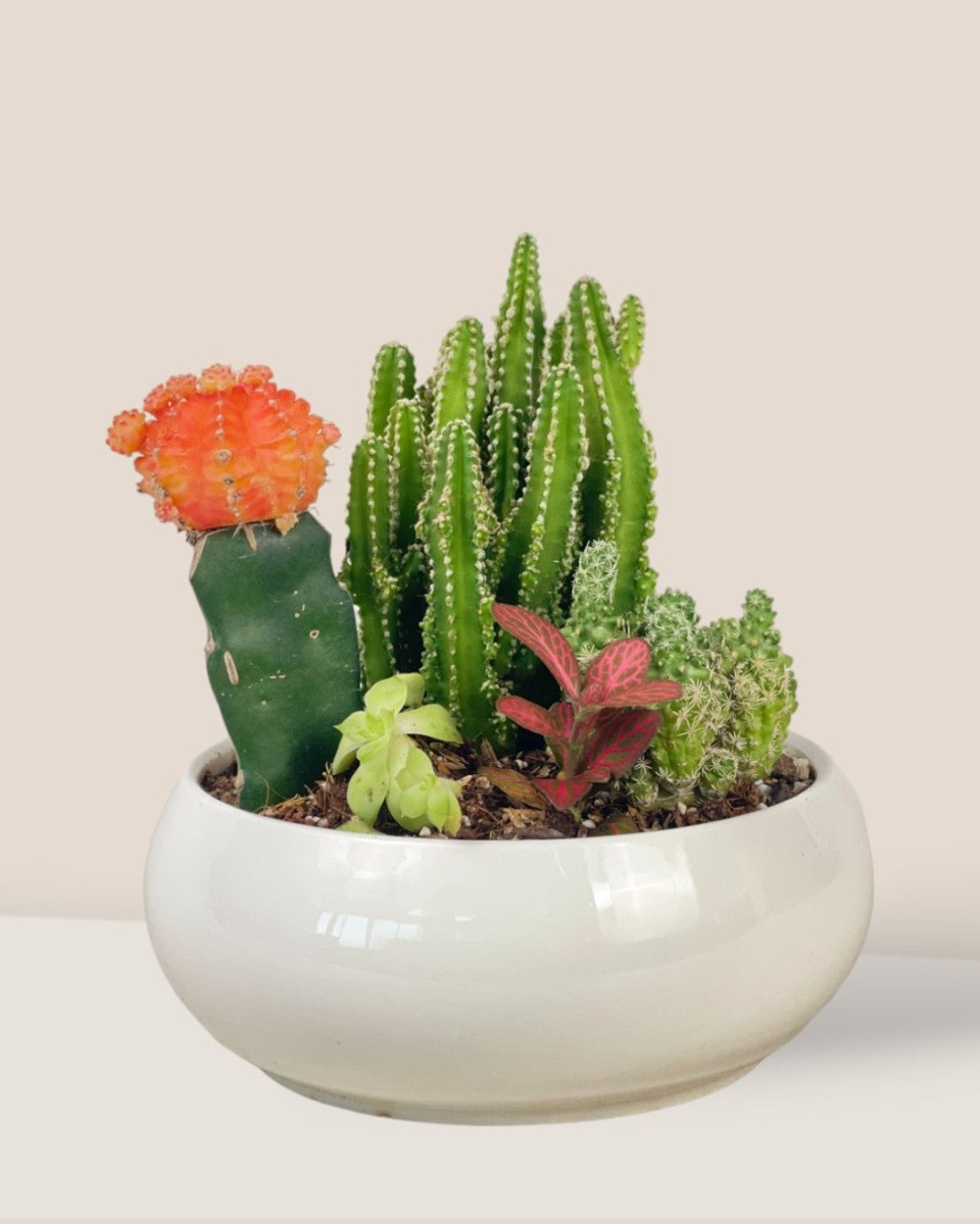 Succulents Dish Garden - d - Potted plant - Tumbleweed Plants - Online Plant Delivery Singapore